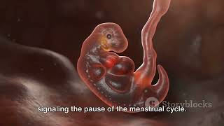 from fertilization to childbirth  3d medical animation  Health and Fitness Tips [upl. by Cave]