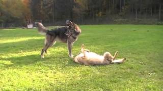 Czechoslovakian amp American Wolfdog playin´  Tschechoslowakischer amp Amerikanischer Wolfhund spielen [upl. by Kcirddahc]