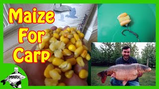 Preparing Maize for Carp Fishing [upl. by Julide]