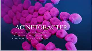 Acinetobacter grupo 8 microbiología [upl. by Yehs]