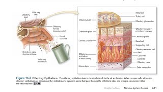 Olfaction The Sense of Smell in Gujarati [upl. by Nnave380]