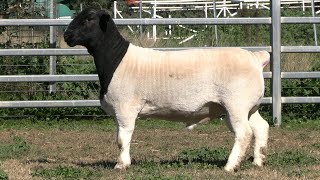 LOT 15  AMARULA 232157  COBAR DORPER SALE 2024 [upl. by Epner]