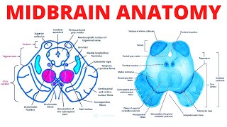 Midbrain Anatomy [upl. by Minne]