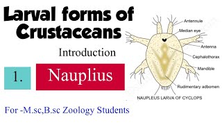 Part1 Larval forms of CrustaceansIntroductionNauplius For MscBsc zoology students [upl. by Savvas]