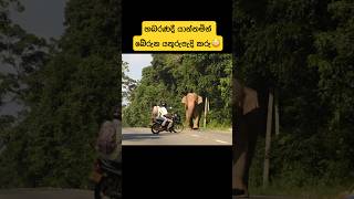 Elephant attack at Habarana main road 😳😳elephant elephantattack wildlife srilanka [upl. by Glenden]