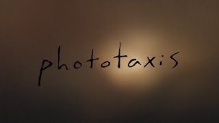 Phototaxis  an abstract film [upl. by Reiner]