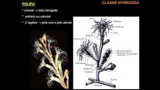 Zoologia I  Aula 9  Filo Cnidaria  Classes Hydrozoa e Cubozoa [upl. by Lapo717]