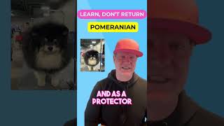 Pomeranian Personality Small Dog BIG FUN petzpaws learndontreturn pomeranian dogbreed dog [upl. by Wiley]