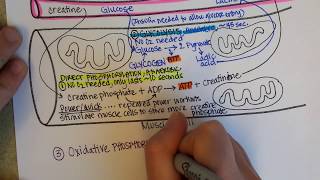 How Muscles Produce ATP  creatine phosphate glycolysis fermentation aerobic cellular respiration [upl. by Umont414]