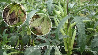 CONTROL MEASURES OF LEAF SPOT IN BENDE LADIES FINGER [upl. by Darbie361]