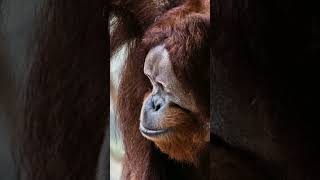 Orangutan briefly escapes habitat at Toronto Zoo returned safely [upl. by Arnaldo]