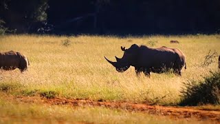 Great Migration  Wild Ones Free Documentary Nature WILDLIFE ANIMALS ULTRA [upl. by Jordanson]