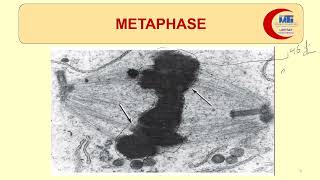 MED LEVEL1 MBG Mitosis amp Karyotyping 2 [upl. by Adabel602]