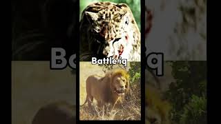 Lion vs Smilodon editremakelionsmilodonanimals [upl. by Elrak]