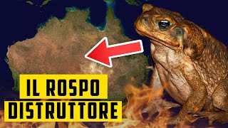 il ROSPO che sta DISTRUGGENDO lAUSTRALIA [upl. by Pachston]