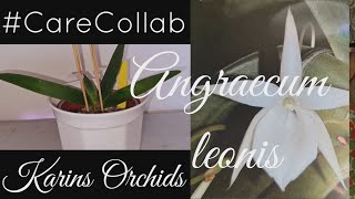 Angraecum leonis orchid CareCollab and a look at my other angraecum orchids [upl. by Richard]