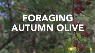 Foraging Autumn Olive with Adam Haritan Learn Your Land [upl. by Anneres343]