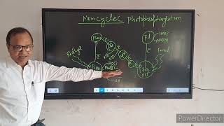 noncyclic photophosphorylation [upl. by Giah]