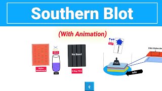 Southern Blot with animation [upl. by Liesa]