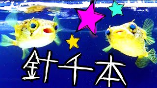 新しくハリセンボンをお迎えしました☆【海水魚飼育】 [upl. by Neb]