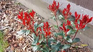 Photinia Fraseri Devils Dream Plant in Spring [upl. by Eaves]