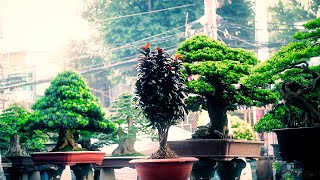 VIETNAMESE BONSAI GARDEN  Amazing Bonsai Trees [upl. by Drais]