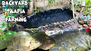 BACKYARD TILAPIA FARMING  TRAPAL POND  Province life [upl. by Innej]