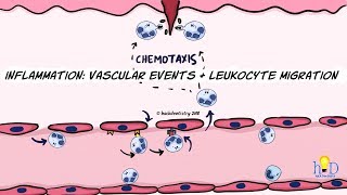 Inflammation Vascular events and leukocyte migration [upl. by Valente]