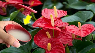 Just Pour Once Any Anthurium Will Bud And Bloom Overnight [upl. by Sylas]