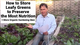 How to Best Store Your Leafy Greens for the Most Nutrition  More Gardening QampA [upl. by Kingsly]