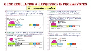 Gene regulation amp expression in prokaryoteActivatorIEnhancerRepressorOperatorInducerCorepressor [upl. by Hillier]