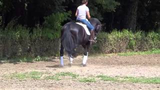 Hannoverian M  S Dressage Horse [upl. by Paris]