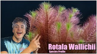 Easy pink aquarium plant Rotala Wallichii Care guide and species profile [upl. by Sunderland347]