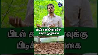 முருங்கை எனும் மிராகில் மரம்  Surya Balaji  Drumstick cultivation in tamil moringa agriculture [upl. by Nnaillij996]