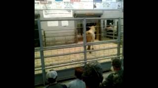 WOODVILLE SALE BARN COW MISHAP [upl. by Elak]