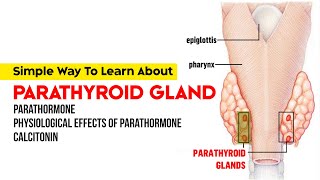 Parathyroid Gland  Parathormone  Physiological Effects of Parathormone  Calcitonin [upl. by Roeser]