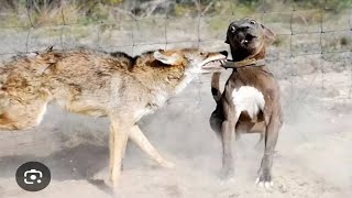 Pitbull Goes Savage On A Coyote [upl. by Eirffej77]