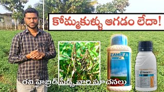 కోమ్మకుళ్ళు ఆగడం లేదాBest fungicides in chilli  Parusavedi [upl. by Bauer]