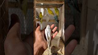 New parrot mar gya😭 petlover minivlog kabutarvlog vlog pigeonvlogger birds budgies parrot [upl. by Idnor]