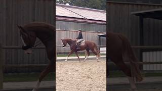 Some dressage with my 4yo Youngster 😍 music newmusic love reitvideo horse equestrian [upl. by Hurley]