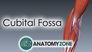 Cubital Fossa  3D Anatomy Tutorial [upl. by Wulfe]