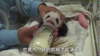 滿月的圓仔與新生幼兒園的朋友們 One Month Old Baby Giant Panda With Her Friends [upl. by Grigson]