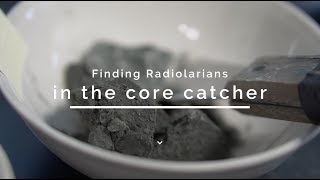 Finding radiolarians in the core catcher [upl. by Forster]