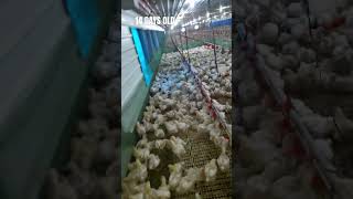 14 days Broiler Chicken broilerfarming [upl. by Ethel]