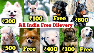 Free Dogs  Cheapest dog market in India  2024 free dog delivery all india Pitbull beagle labrador [upl. by Sigismond409]