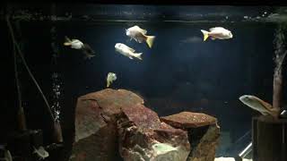 Buccochromis Nototaenia breeding [upl. by Ferriter]