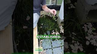 Fast Growing VALLISNERIA PART 2 [upl. by Weldon]