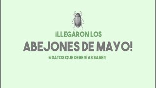 5 cosas que debería saber sobre los abejones de mayo [upl. by Lener]