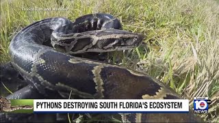 Study finds that Burmese pythons in South Florida can open jaws wider than previously thought [upl. by Saffier]