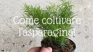 Come coltivare lasparagina Asparagus sprengeri [upl. by Aicarg]